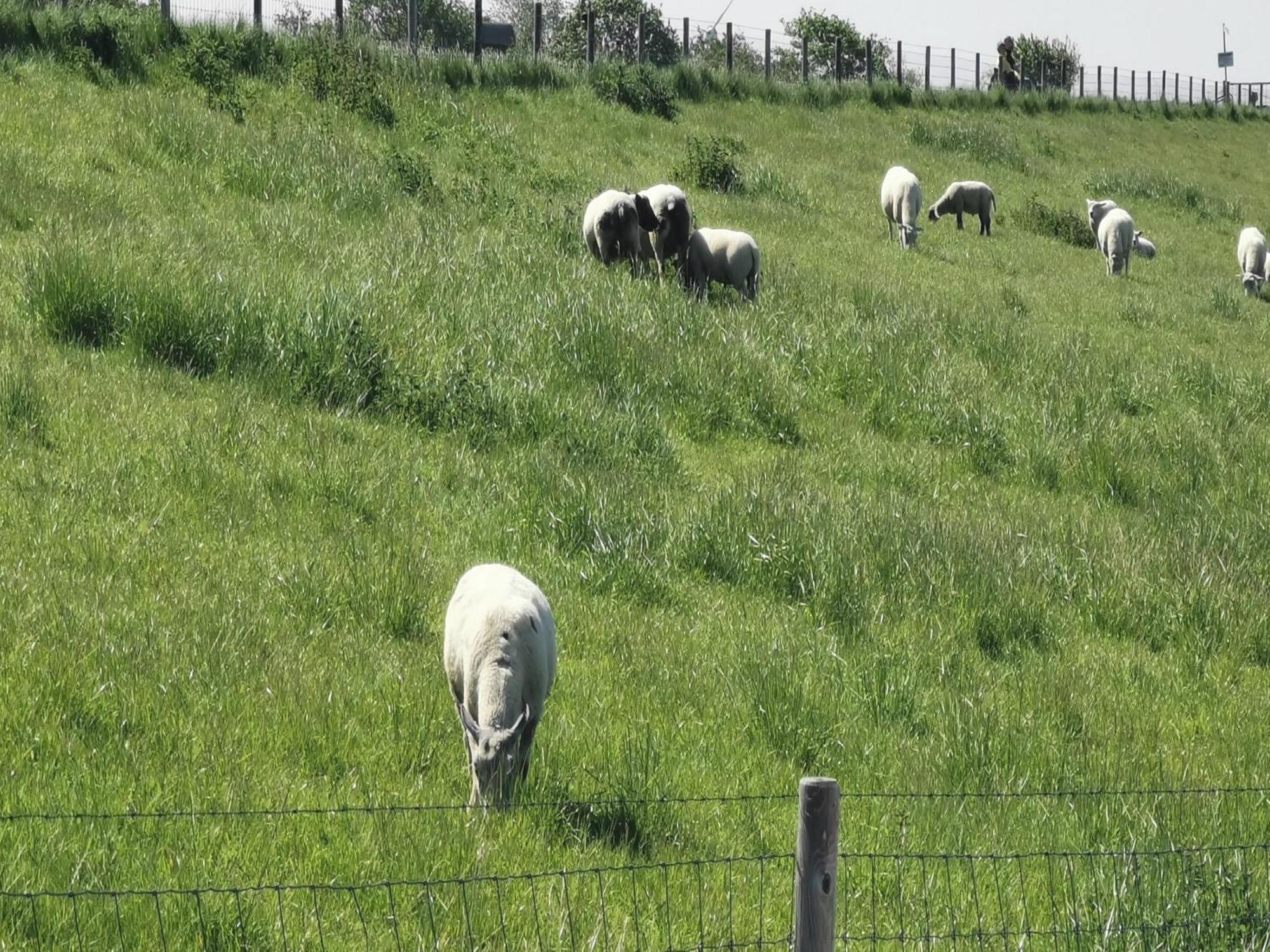 Nordsee Gulfhof Dornum - Mit Grossem Garten